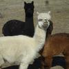 The white Alpaca is Miss Chialili, the black is Precious, and the brown is Babie.