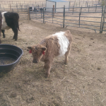 One of the latest additions to our herd, Fozzy the dun bull calf.