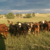 Neighbors cows stopping by to say hello.