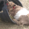 Not sure why he was in there, but Fozzy seems to enjoy laying in the bucket!