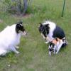 Sam, Frodo & Callie. We lost Sam in the Spring of 2014, Frodo was lost without him, and we lost Frodo a couple of months later.